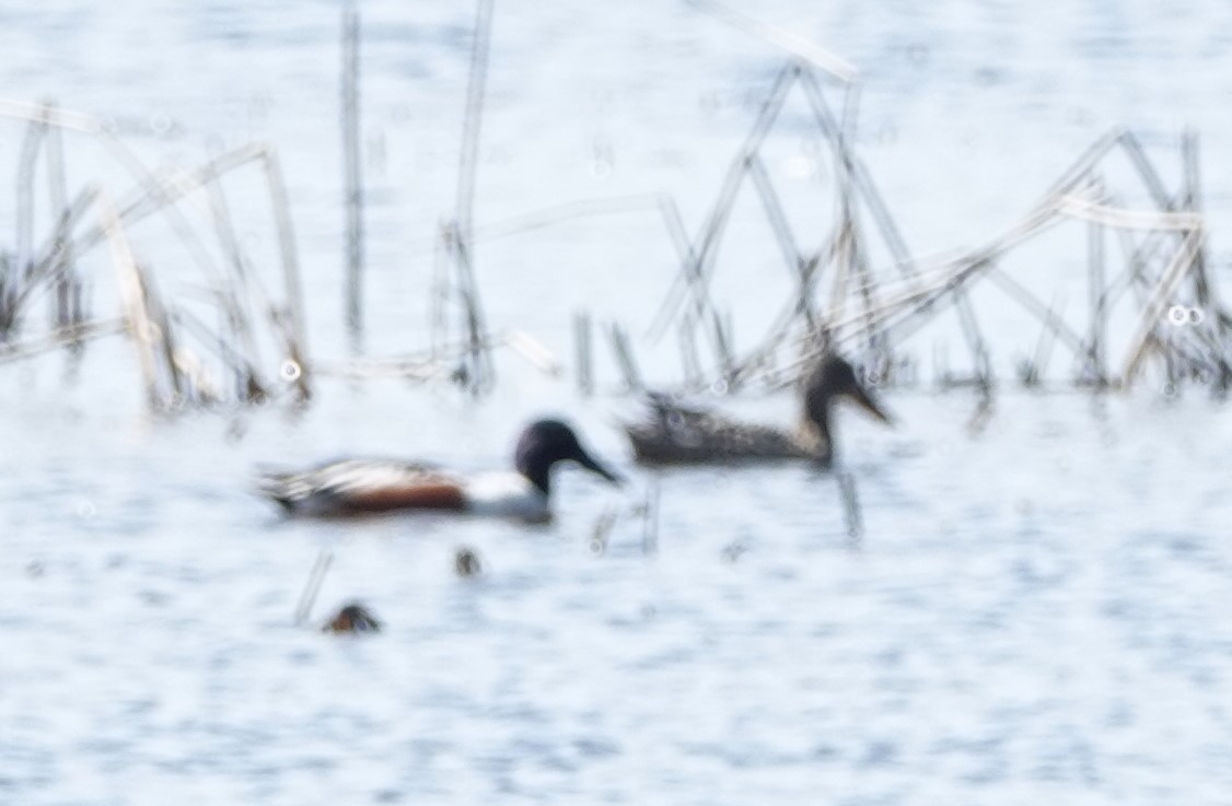 Northern Shoveler - Patricia Sowinski