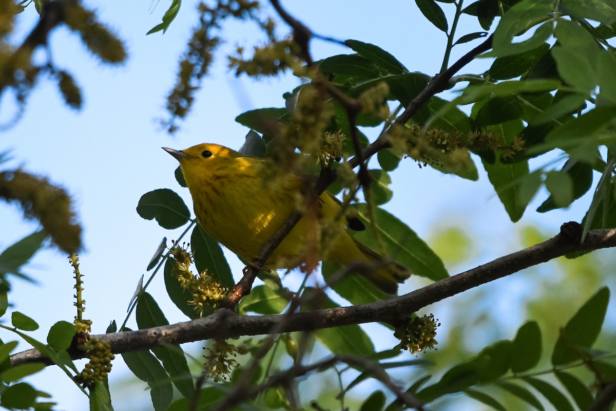 Yellow Warbler - ML618777476