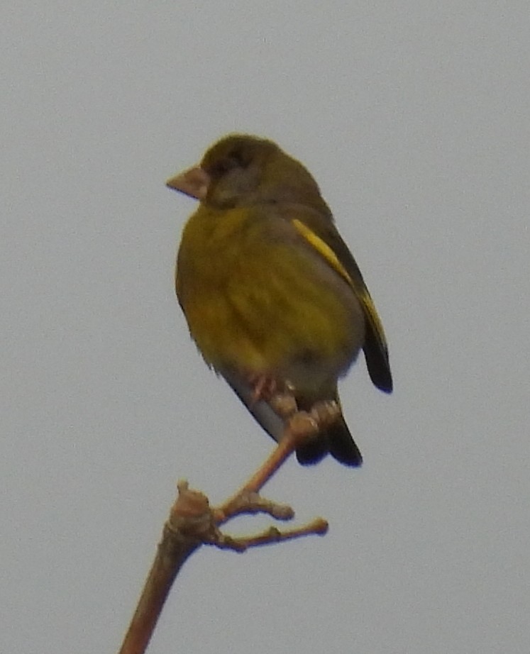 European Greenfinch - Jeffrey Blalock