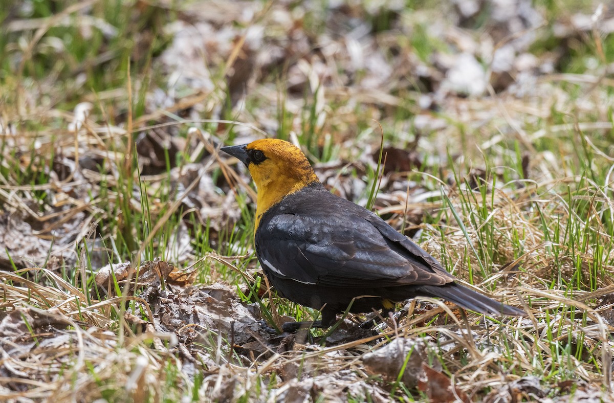 Yellow-headed Blackbird - Skyler Bol