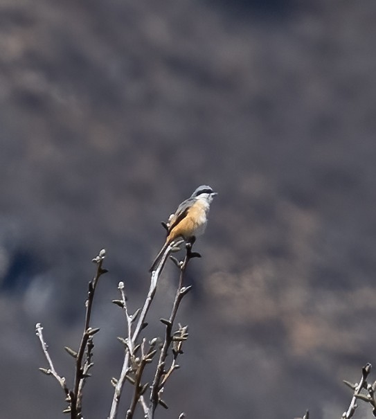 Gray-backed Shrike - ML618777495