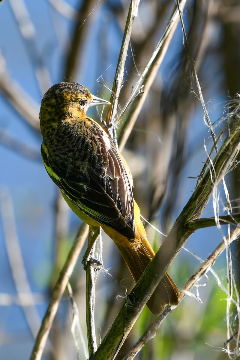 Baltimore Oriole - ML618777500