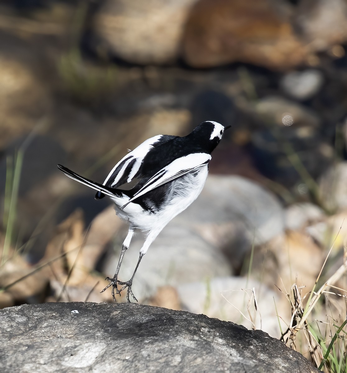 White Wagtail - Peter Seubert