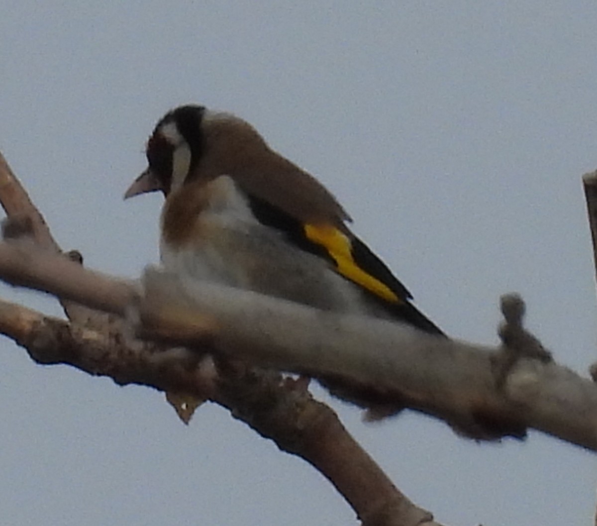 European Goldfinch - Jeffrey Blalock