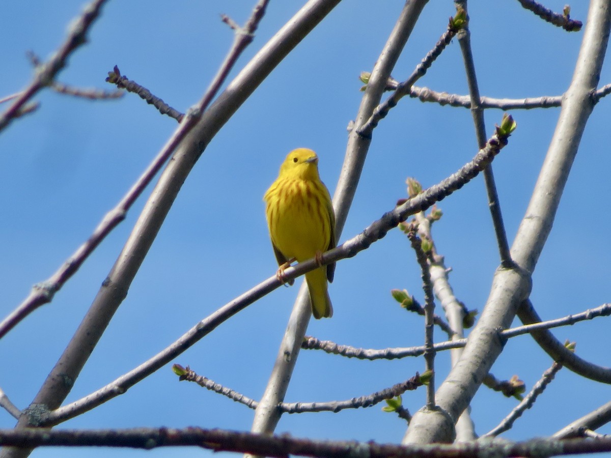 Yellow Warbler - Christine Cote