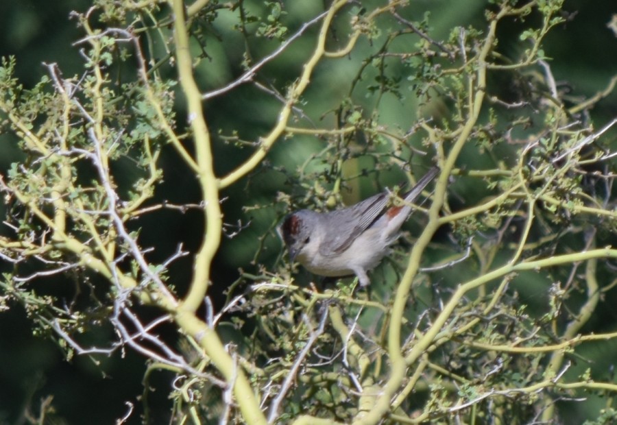 Lucy's Warbler - Steve Nord