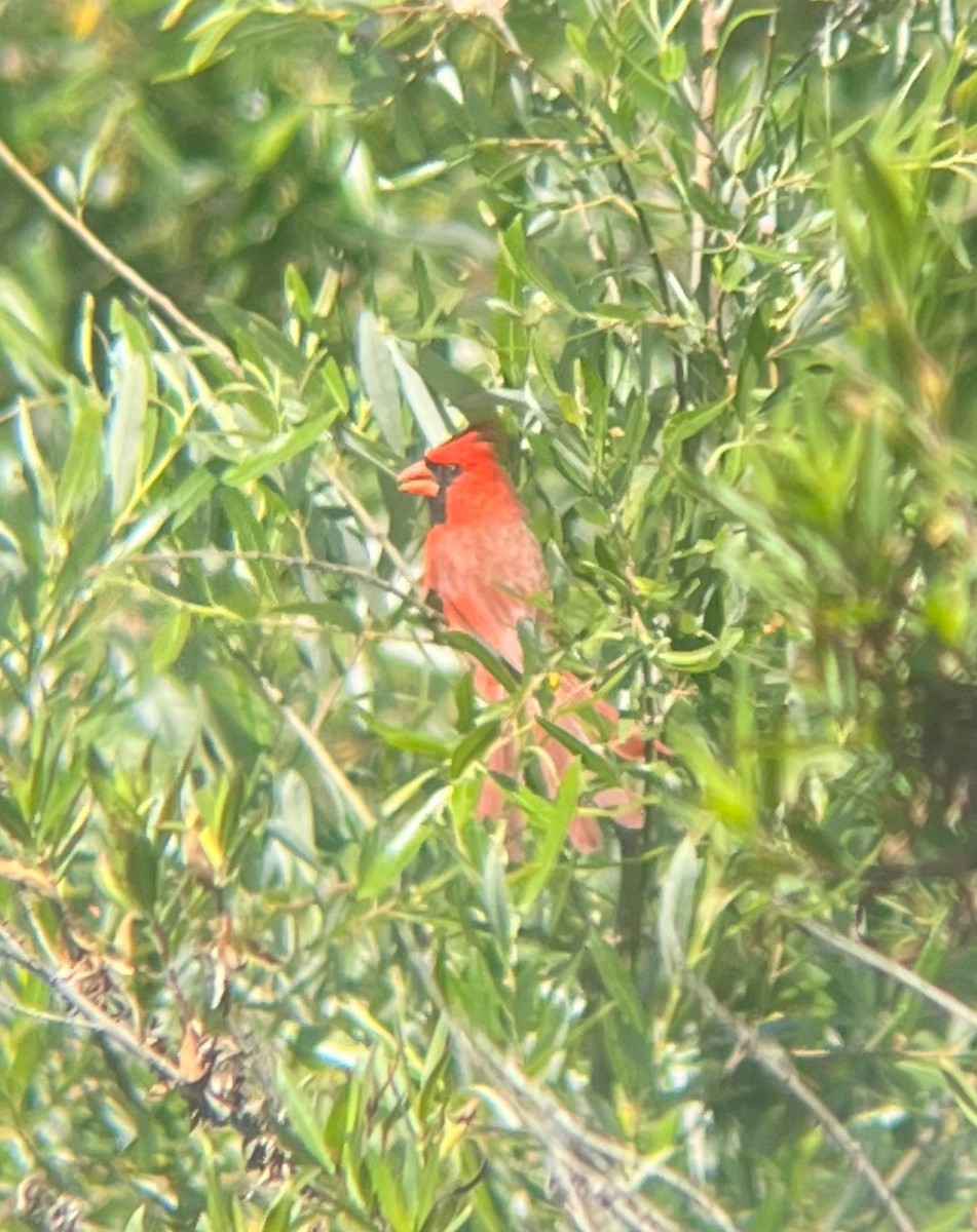 Northern Cardinal - Kelsey Reckling