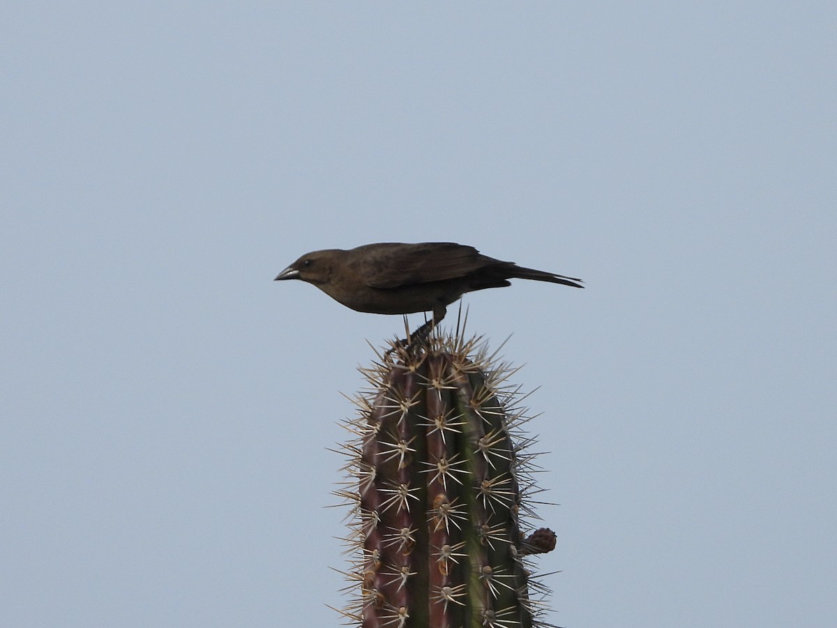 Shiny Cowbird - Glenda Tromp