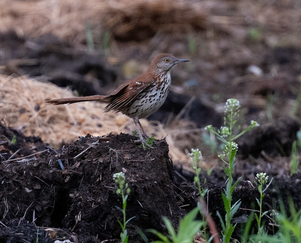 Brown Thrasher - Tom Warren