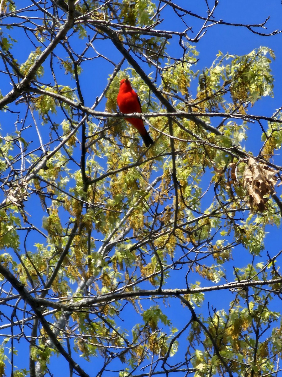 Scarlet Tanager - ML618777611