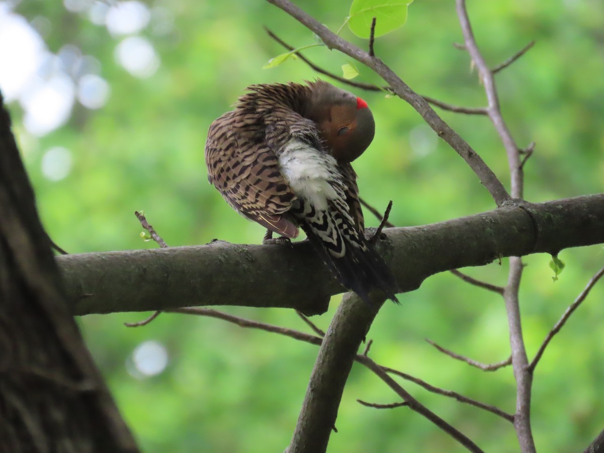 Northern Flicker - D Woolverton