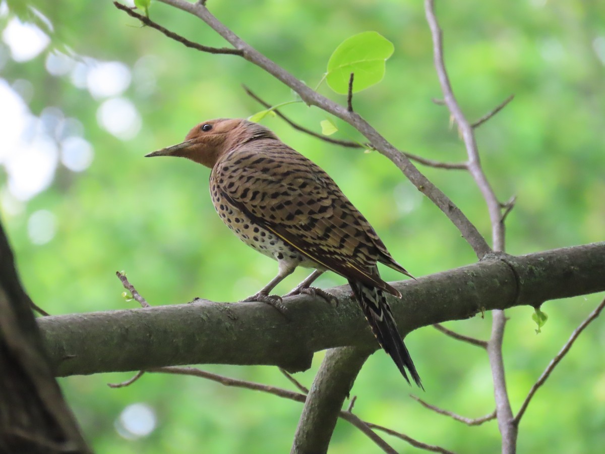 Northern Flicker - D Woolverton