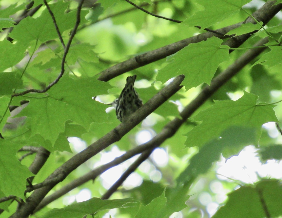 Black-and-white Warbler - Mickey Ryan