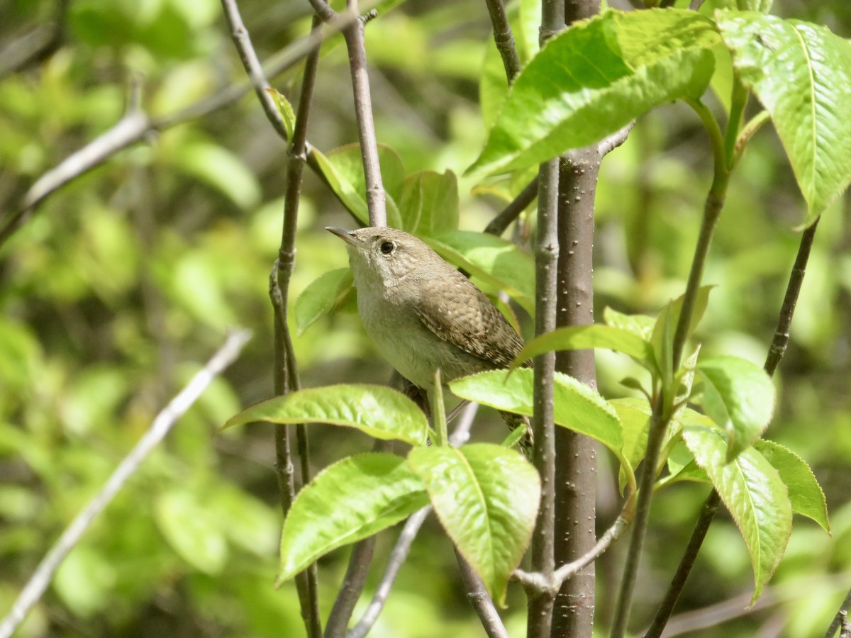 House Wren - Christine Cote