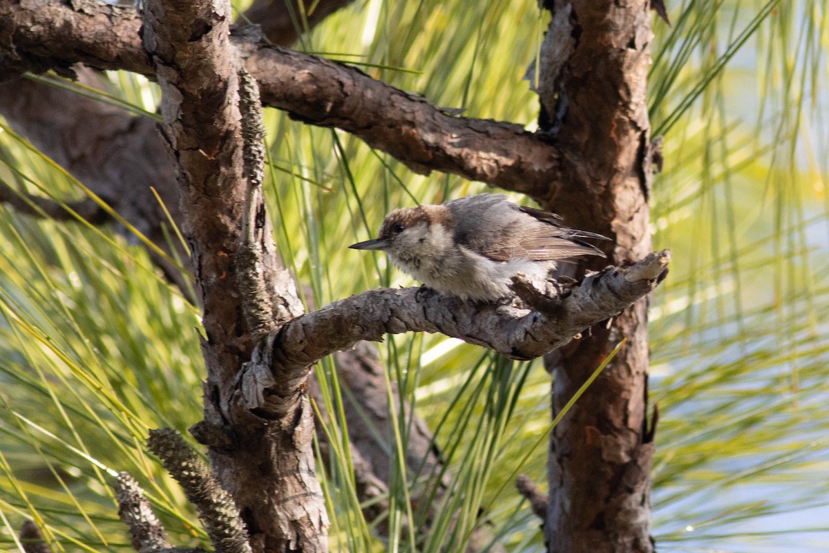 Brown-headed Nuthatch - Ed Vigezzi