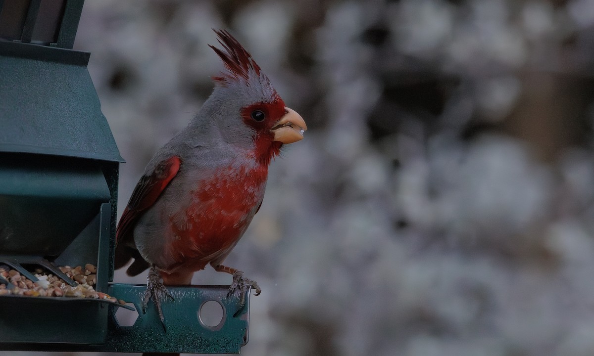 Pyrrhuloxia - Steve Kelling