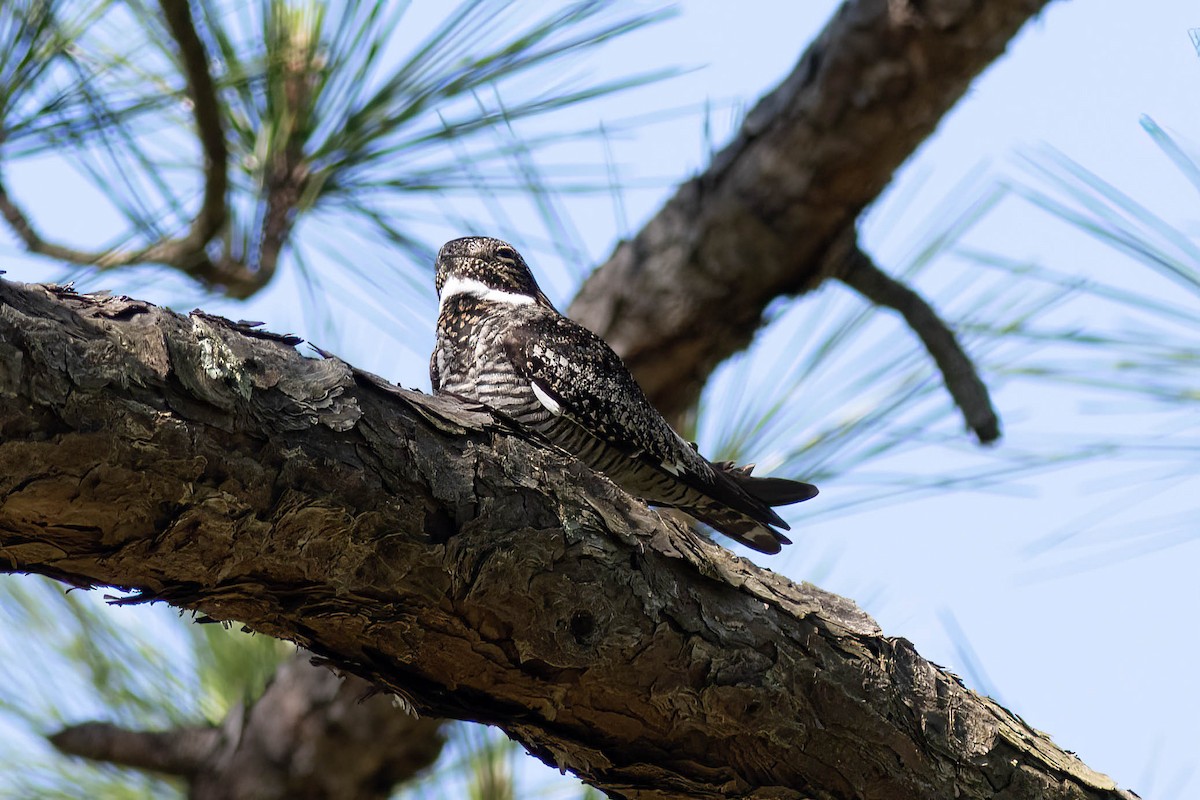 Common Nighthawk - Ed Vigezzi