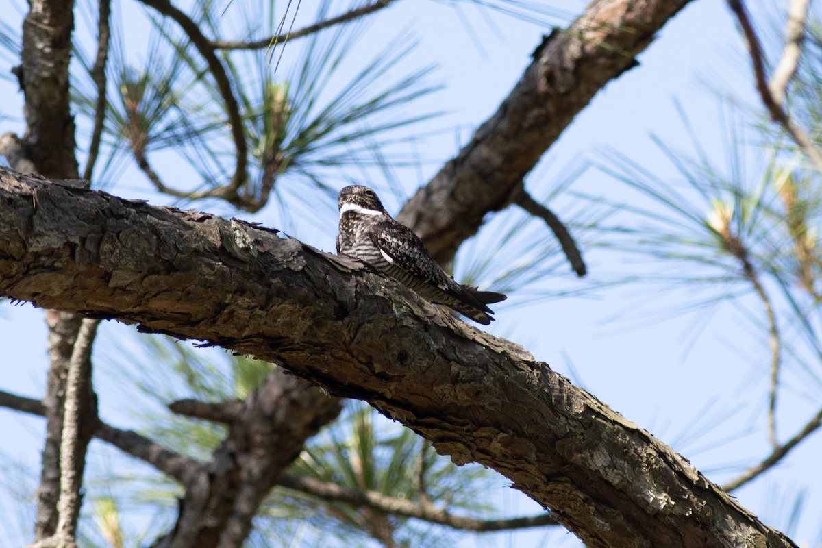 Common Nighthawk - Ed Vigezzi