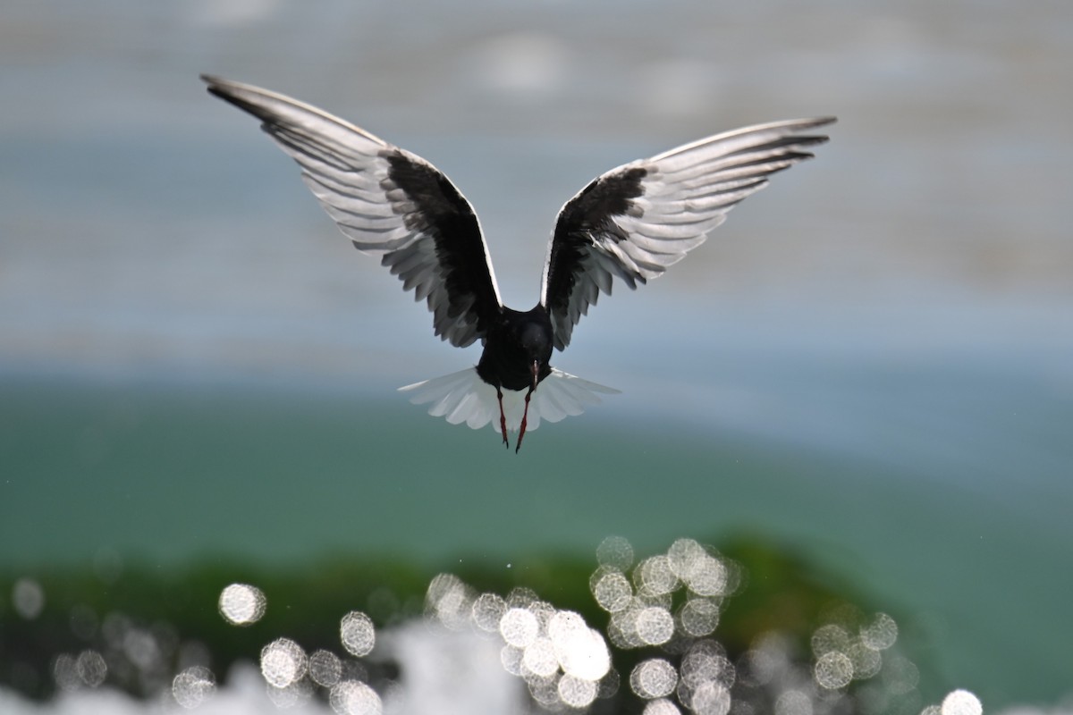 White-winged Tern - Kenzhegul Qanatbek