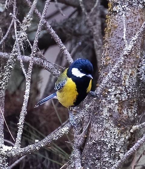 Green-backed Tit - ML618777718