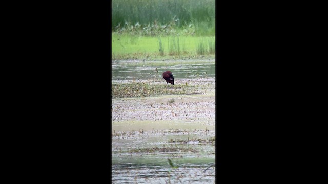 bronseibis - ML618777722