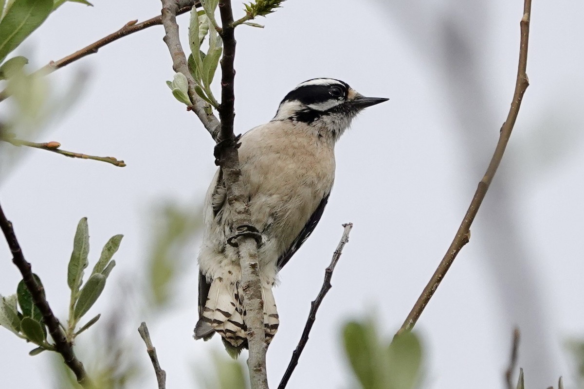 Downy Woodpecker - Susan Goodrich