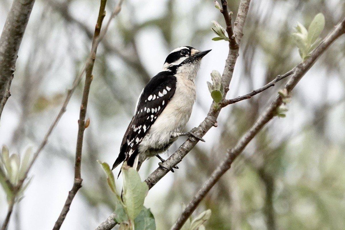 Downy Woodpecker - Susan Goodrich