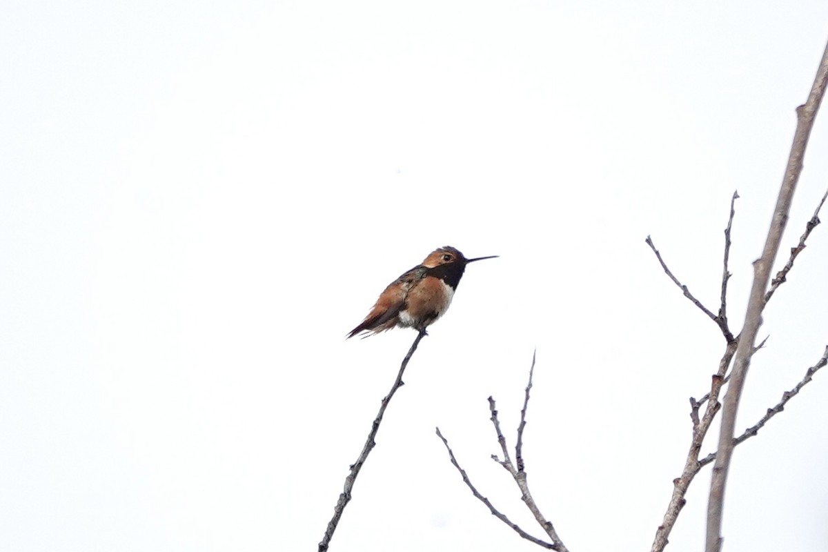 Allen's Hummingbird - Susan Goodrich