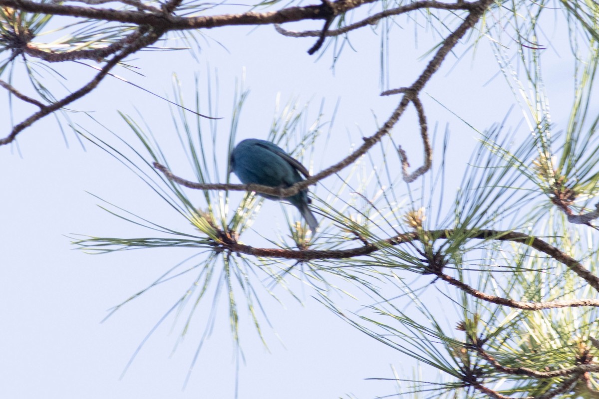 Indigo Bunting - Ed Vigezzi