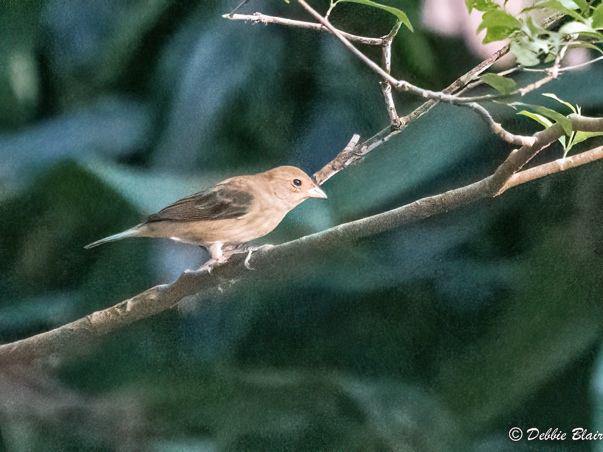 Indigo Bunting - Debbie Blair