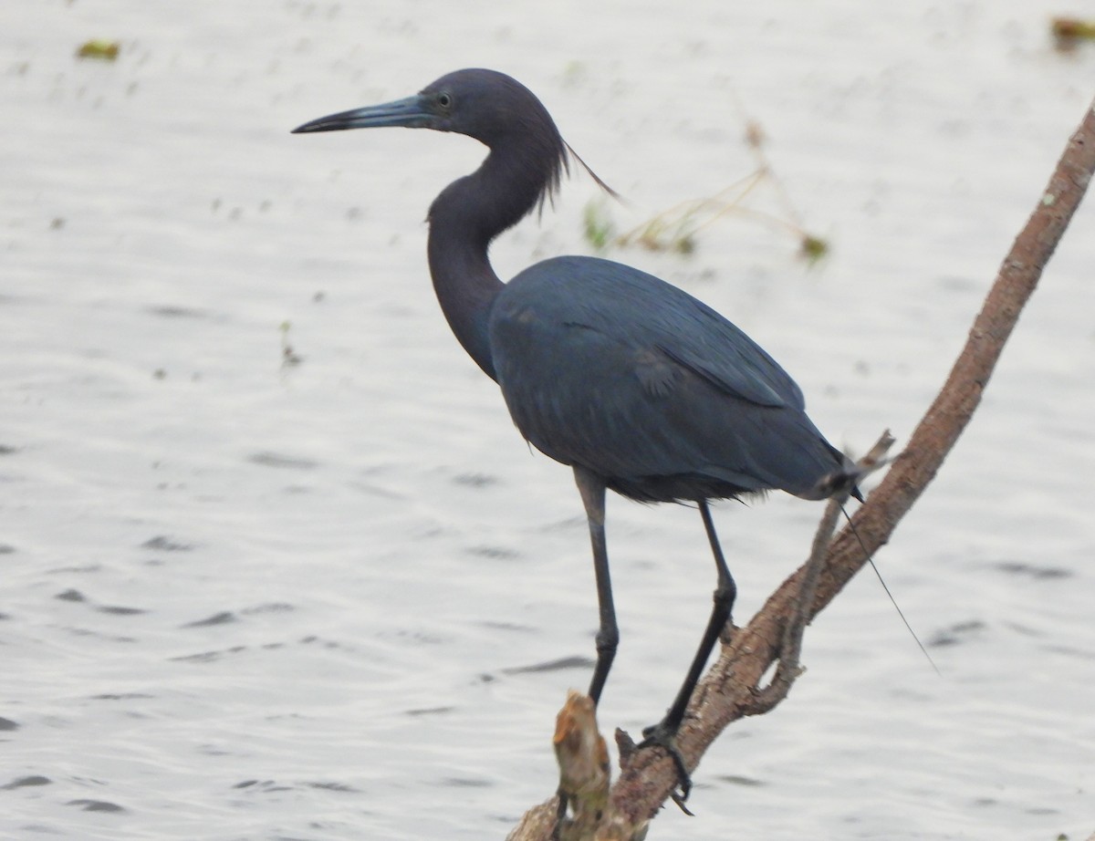 Little Blue Heron - Lena Hayashi