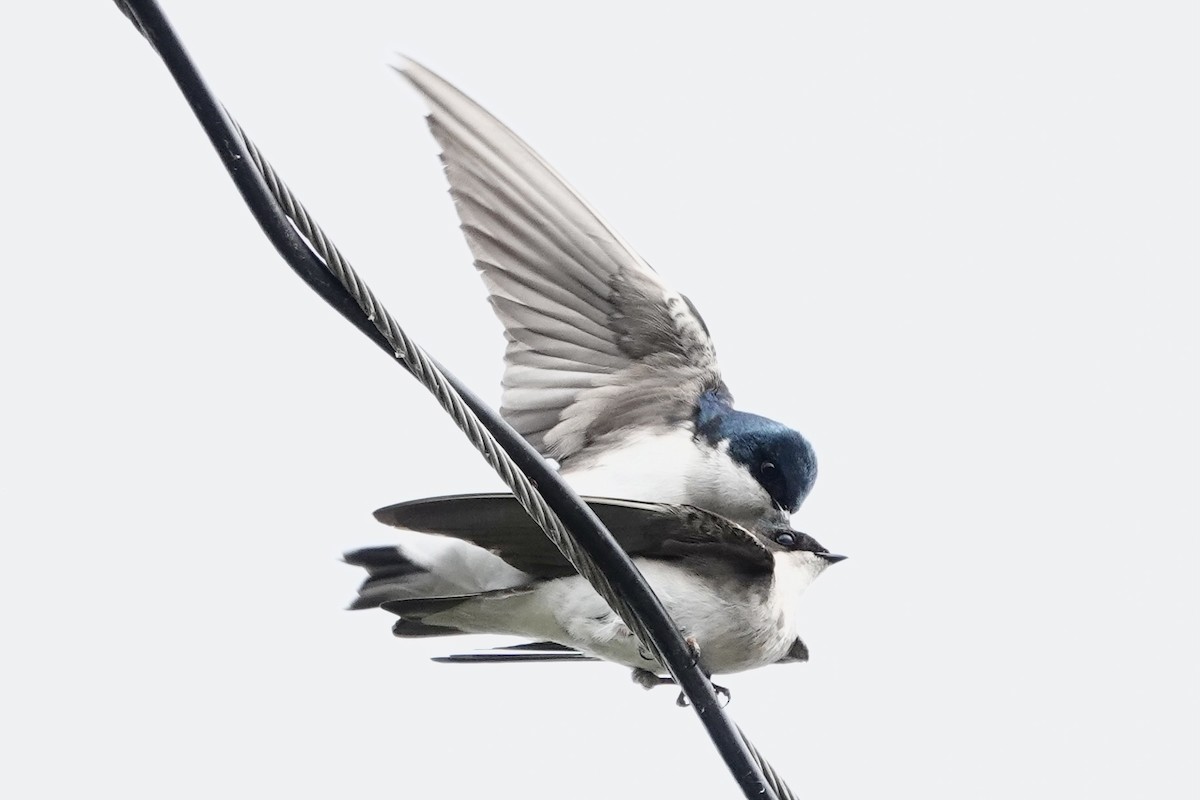 Tree Swallow - Susan Goodrich