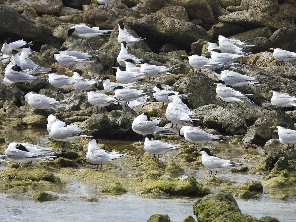 Sandwich Tern (Cayenne) - Glenda Tromp