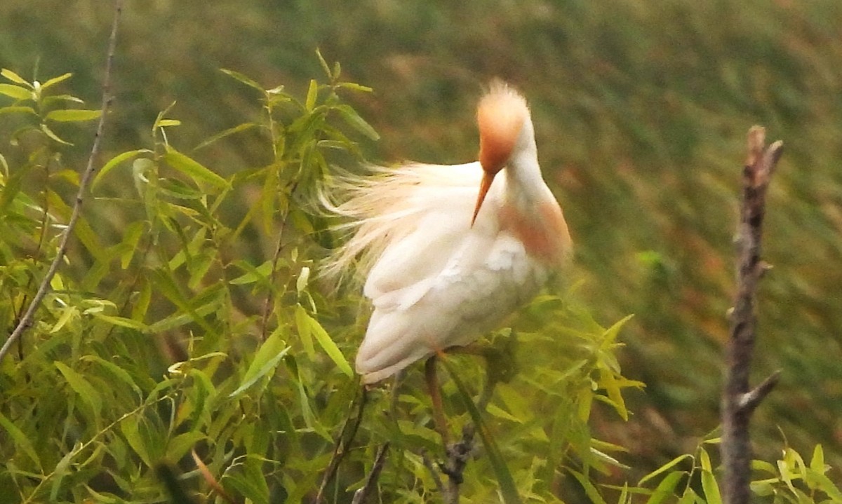 Western Cattle Egret - Lena Hayashi