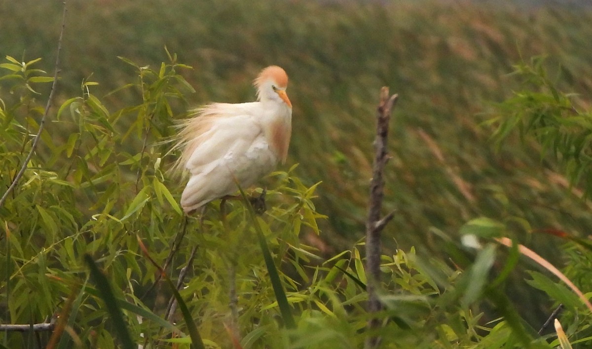 Western Cattle Egret - Lena Hayashi