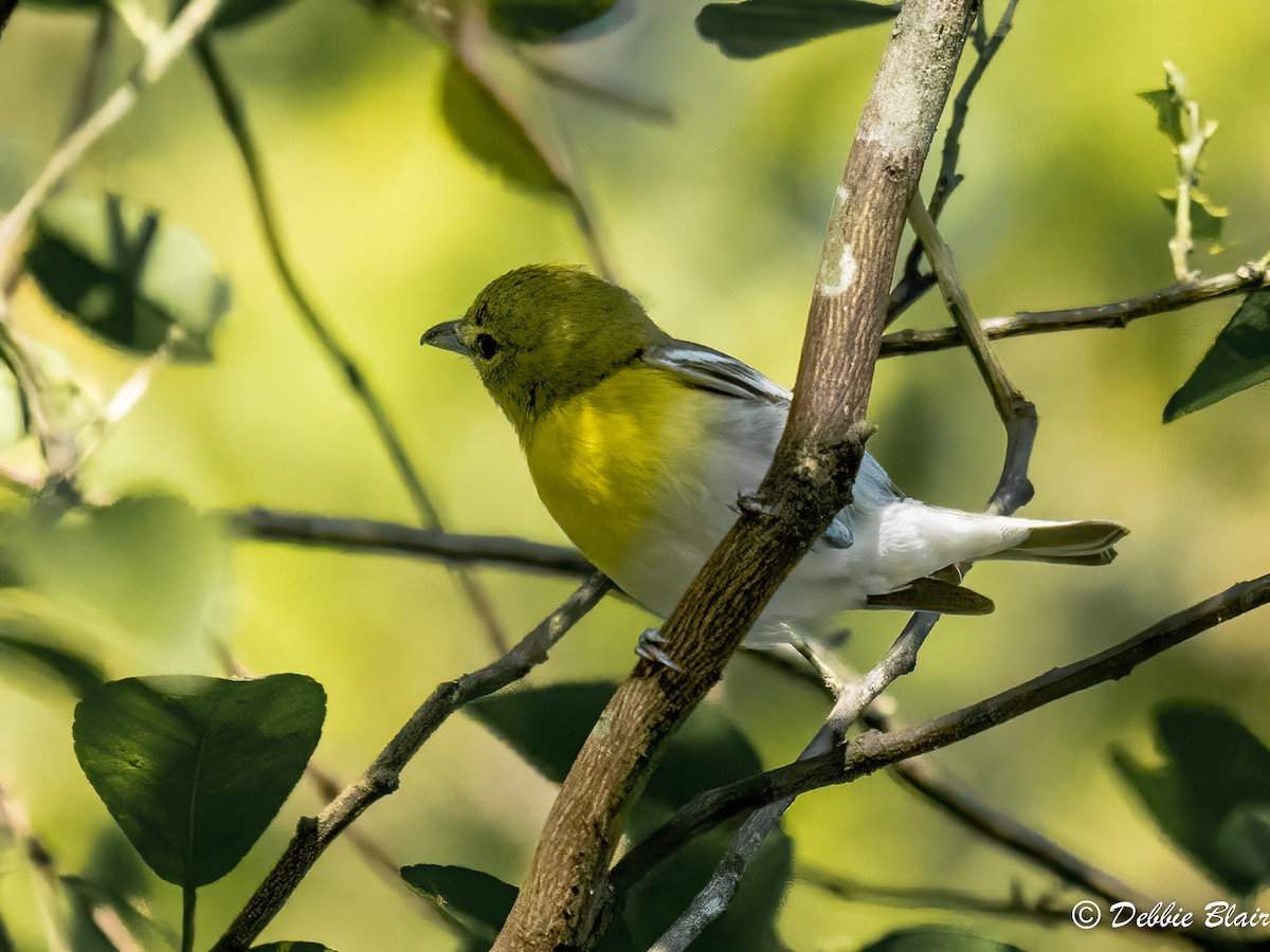 Yellow-throated Vireo - Debbie Blair