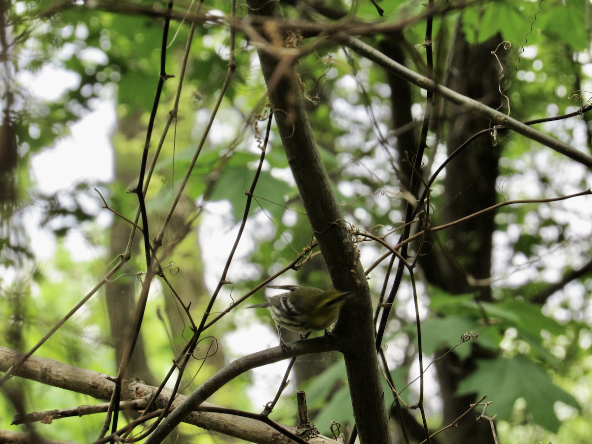 Black-throated Green Warbler - Mickey Ryan