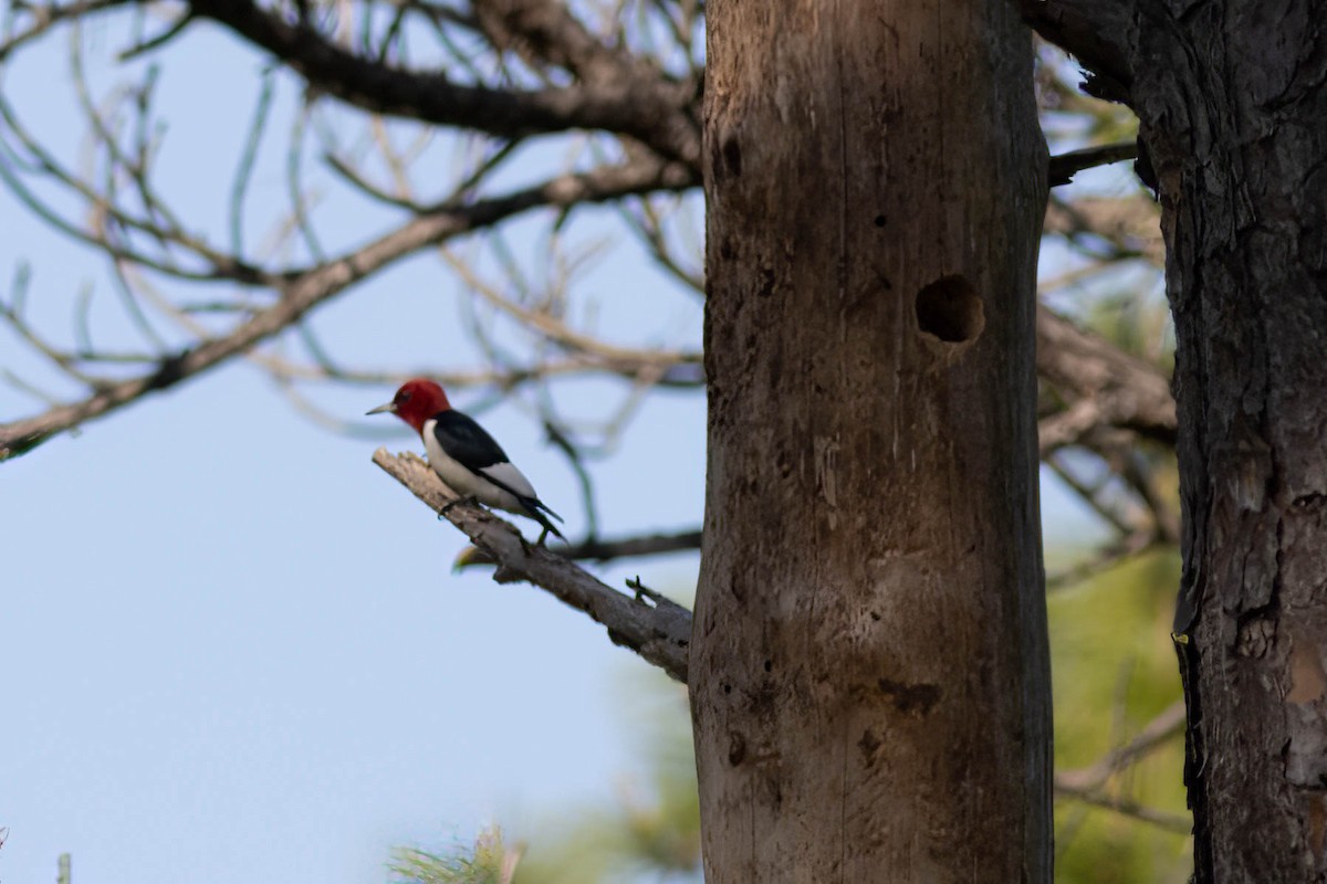 Red-headed Woodpecker - Ed Vigezzi