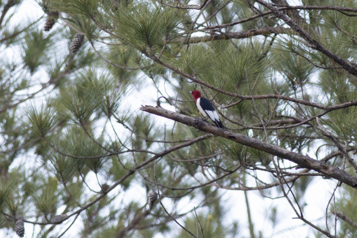 Red-headed Woodpecker - Ed Vigezzi