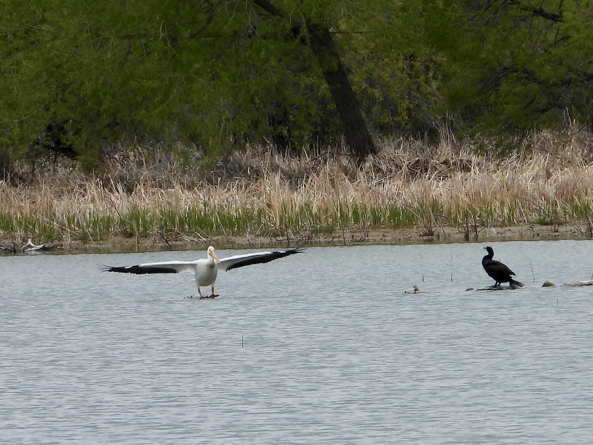 American White Pelican - Whitney Heim