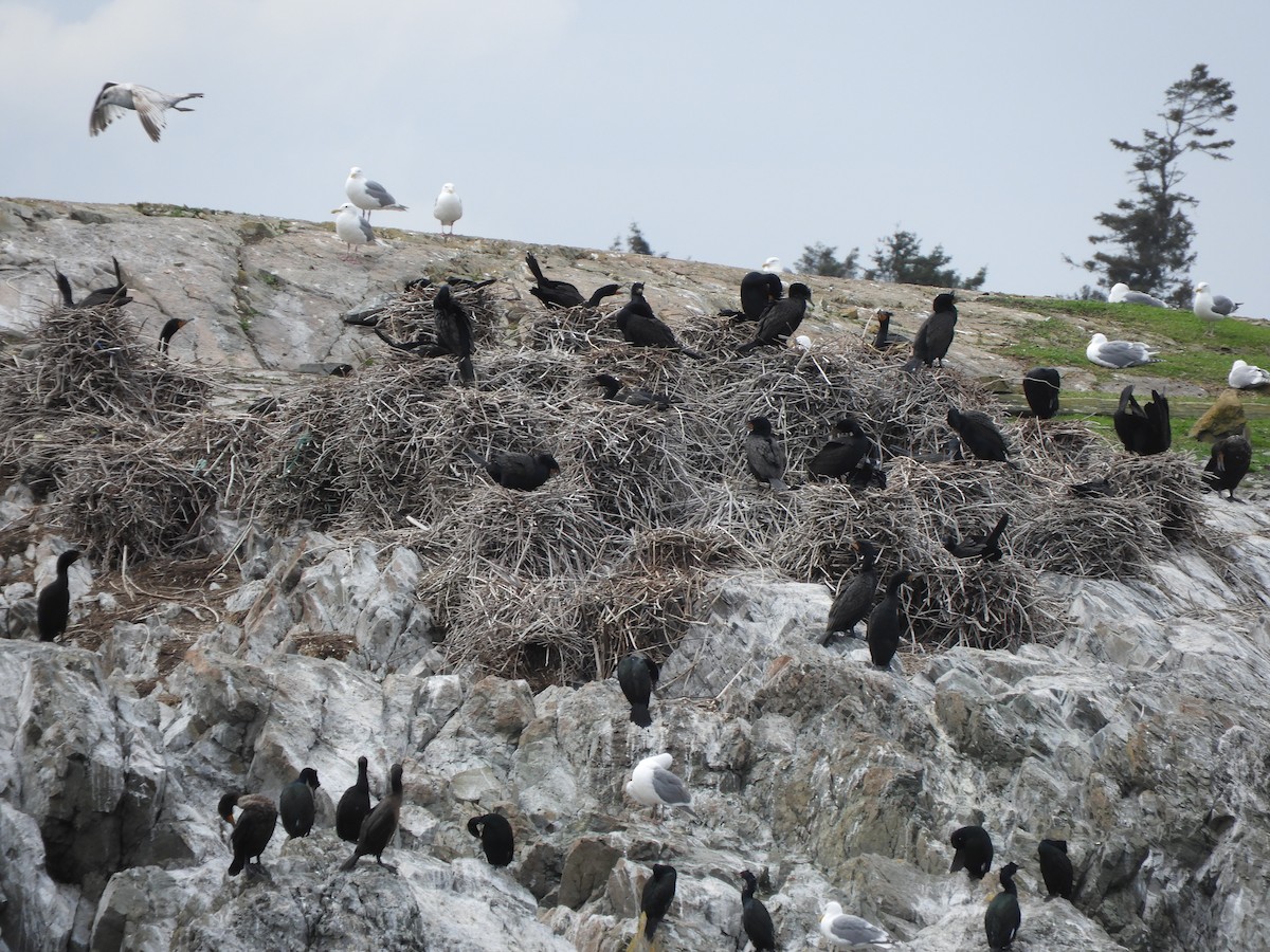 Double-crested Cormorant - Christian Rixen