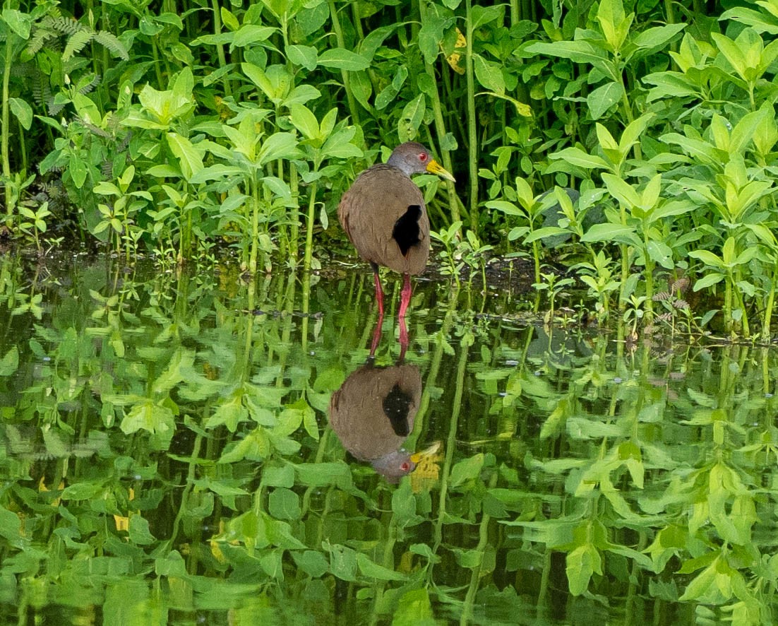 Gray-cowled Wood-Rail - Richard Thunen