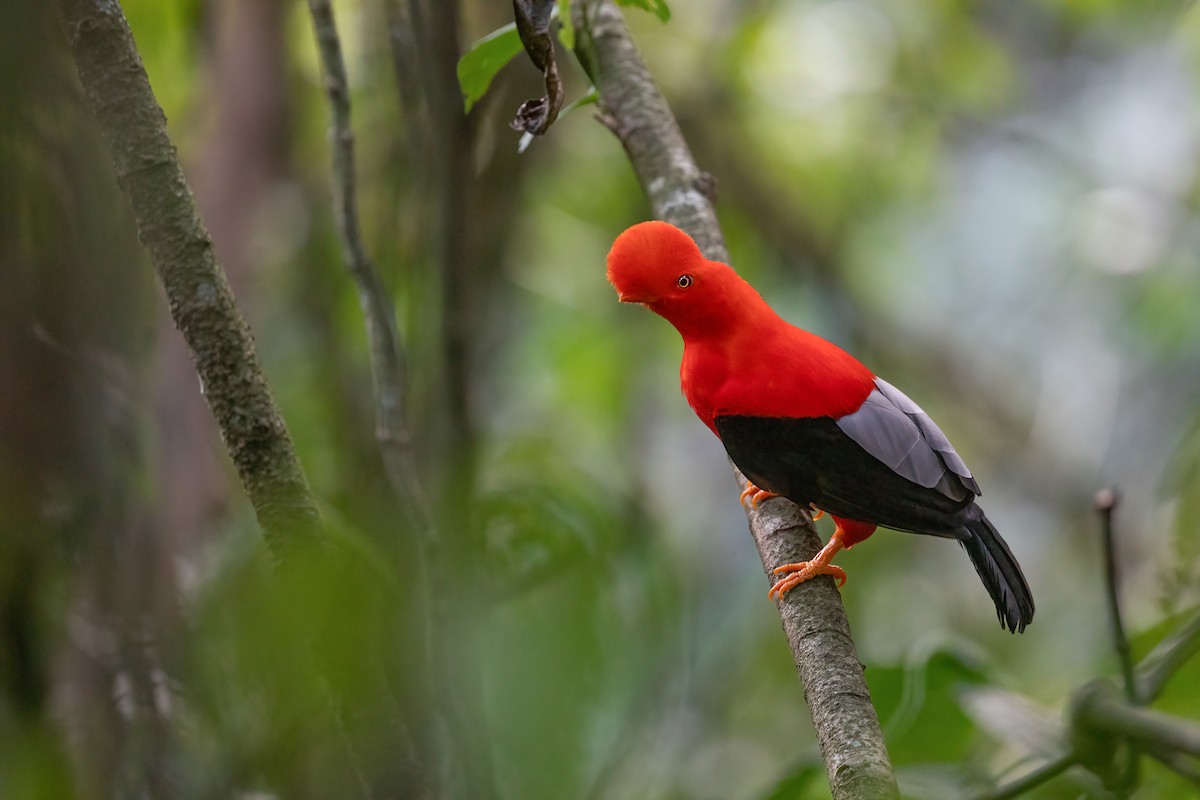 Andean Cock-of-the-rock - Chris Venetz | Ornis Birding Expeditions