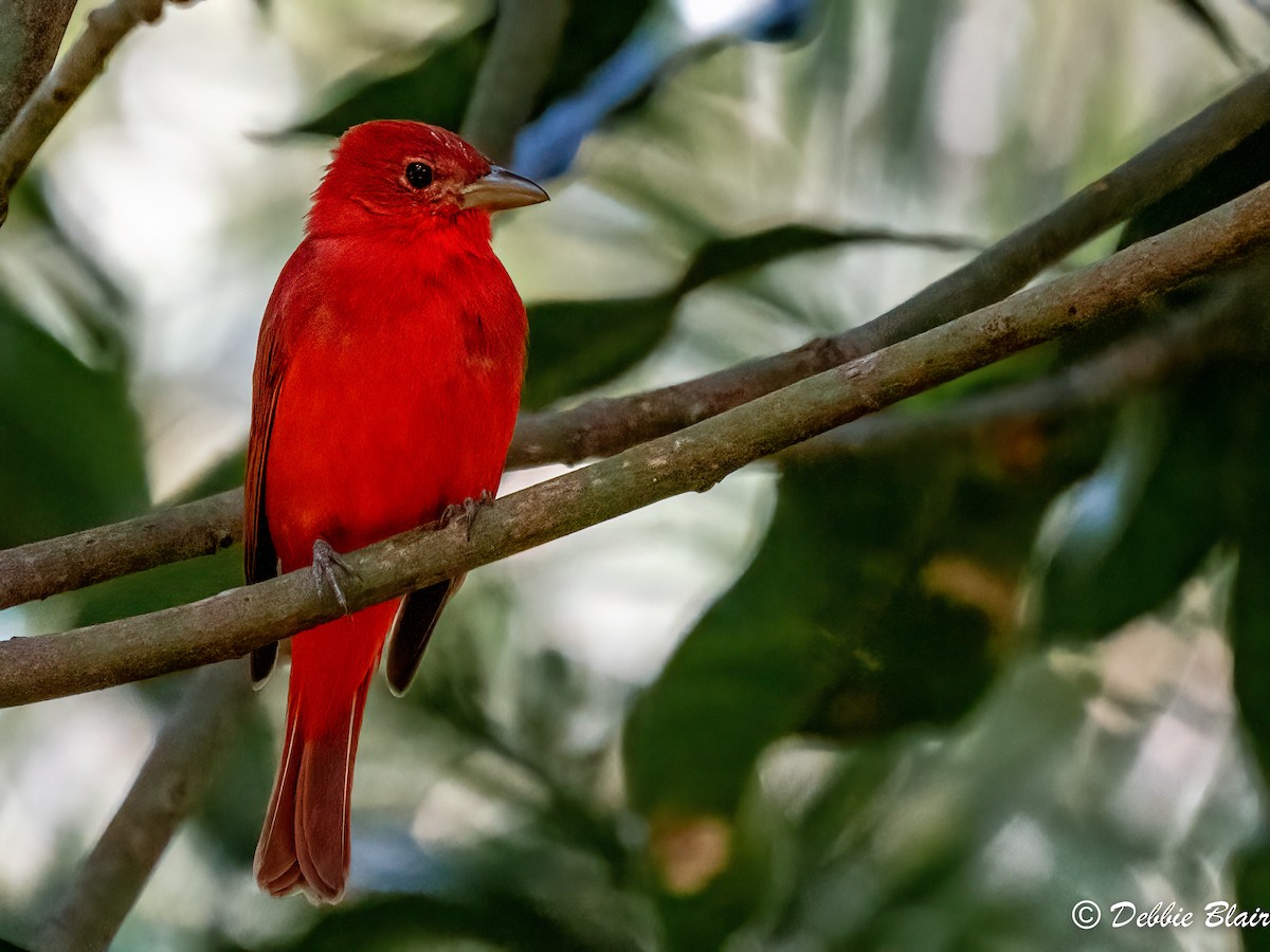 Summer Tanager - Debbie Blair