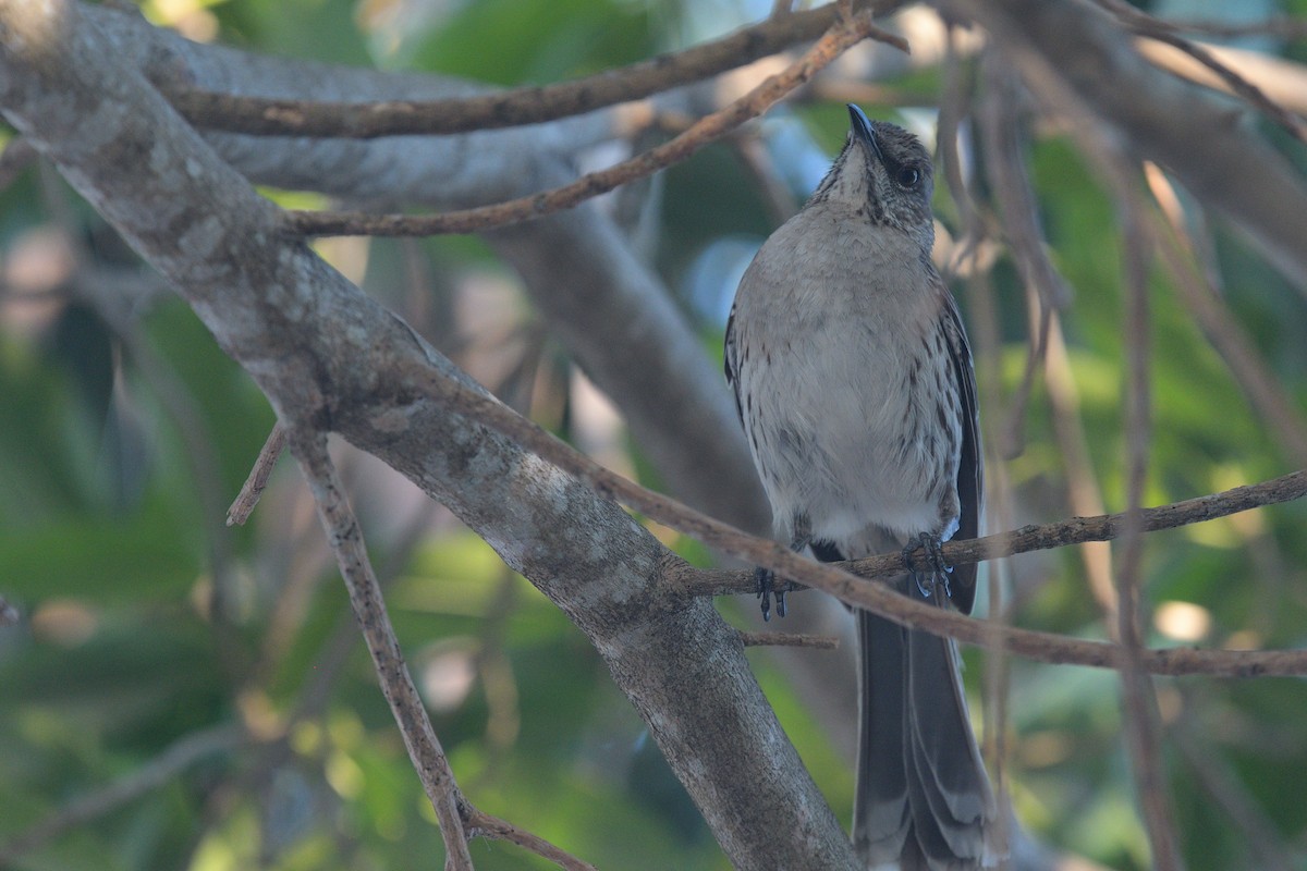 Bahama Mockingbird - ML618777928