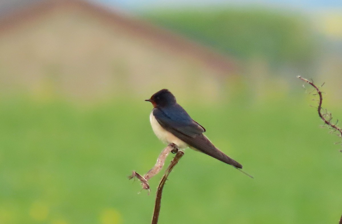 Barn Swallow - Oli Bailey