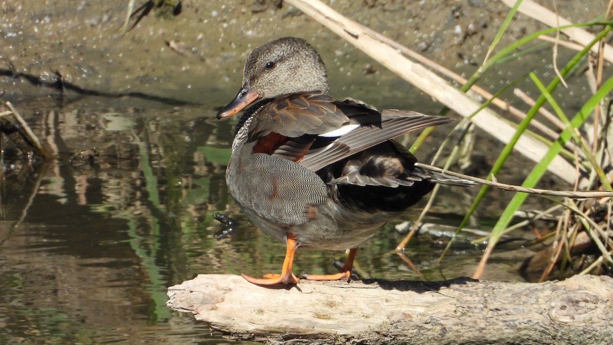 Gadwall - Manuel García Ruiz