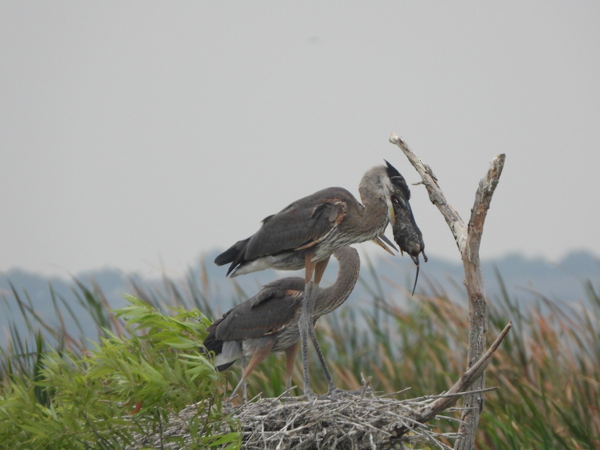 Great Blue Heron - Lena Hayashi