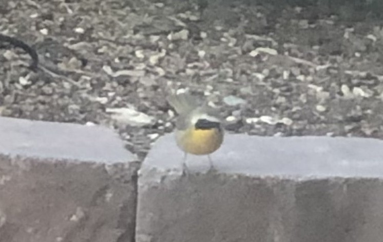 Common Yellowthroat - ML618777952