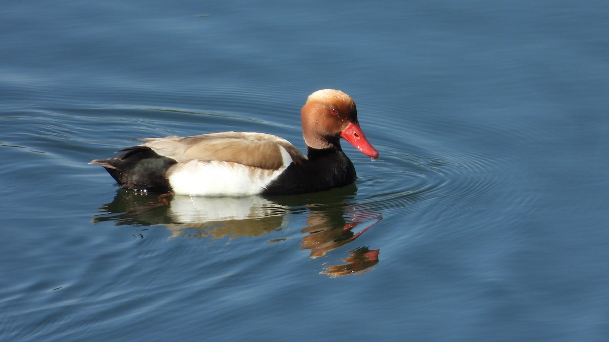 Red-crested Pochard - Manuel García Ruiz